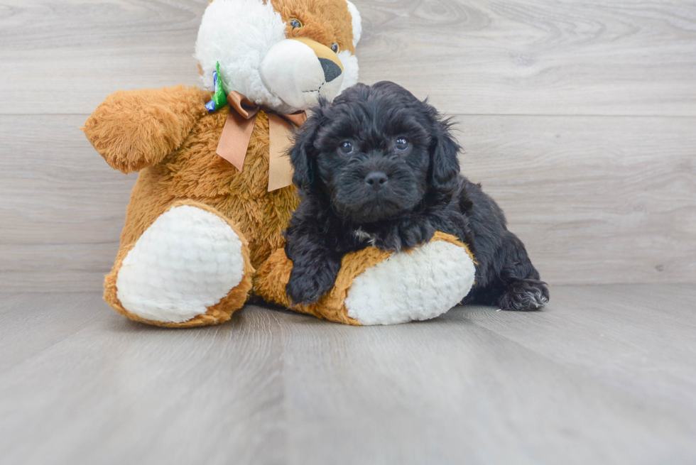 Meet Fletcher - our Teddy Bear Puppy Photo 1/3 - Premier Pups
