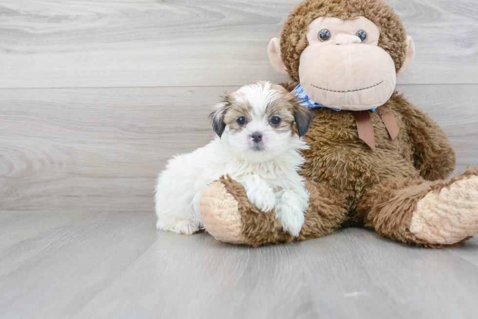 Meet Florence - our Teddy Bear Puppy Photo 2/3 - Premier Pups
