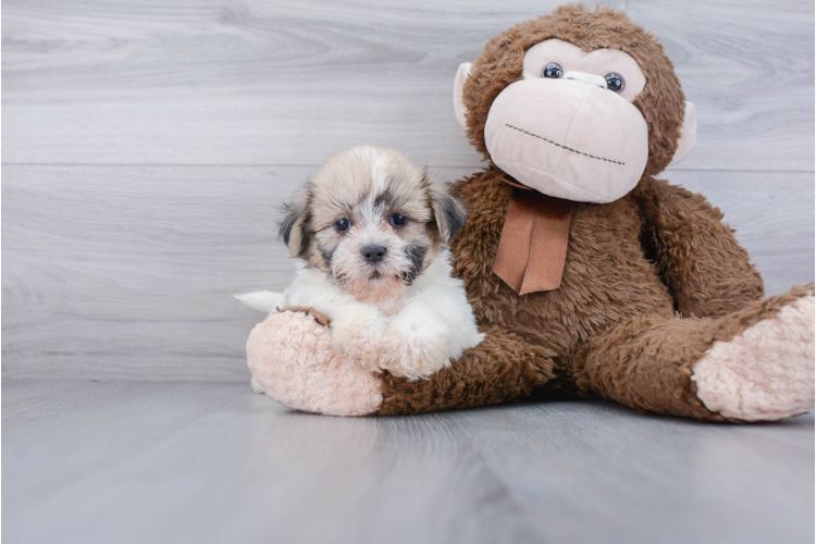 potty training a teddy bear puppy