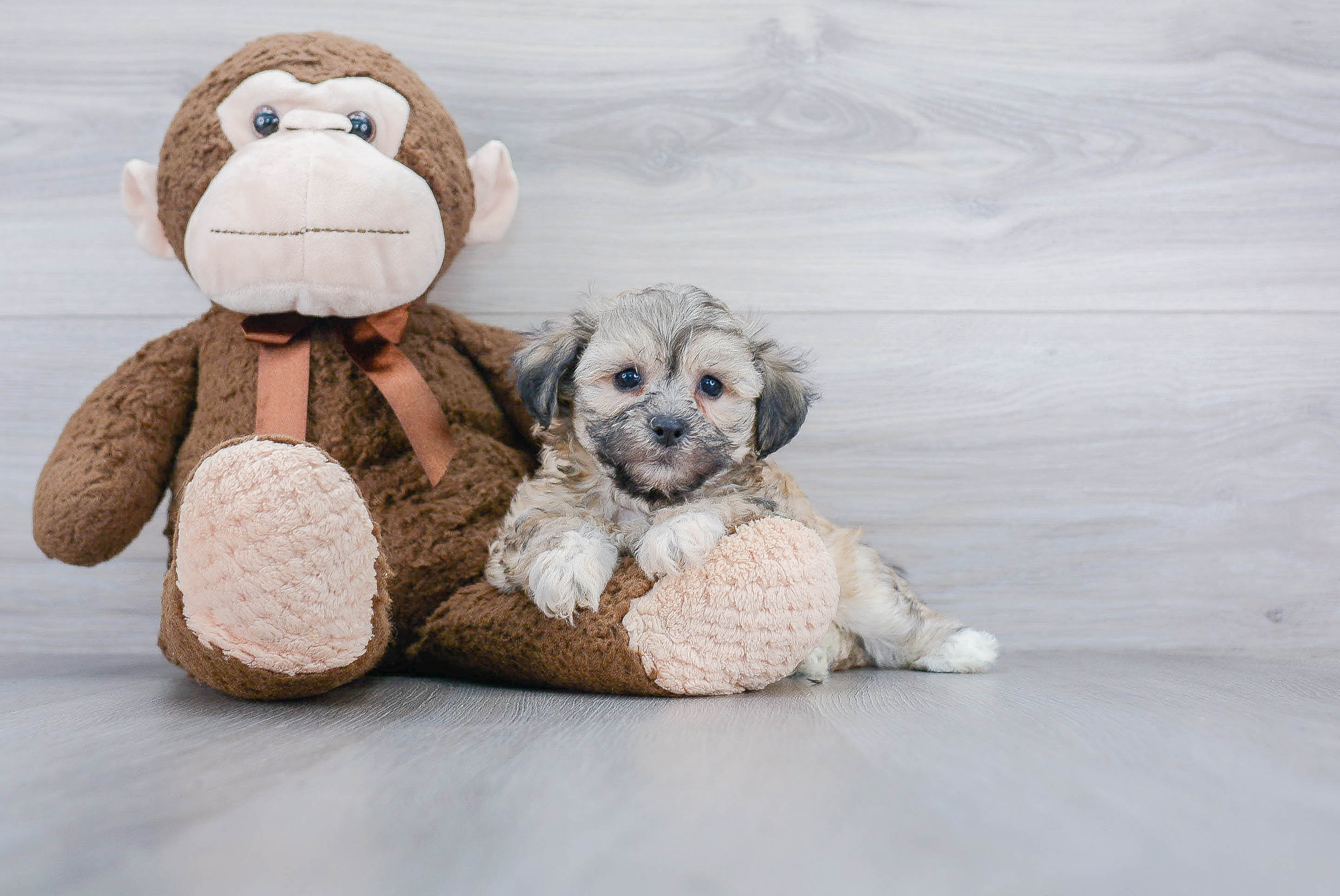 renee's wonderful world of teddy bear puppies