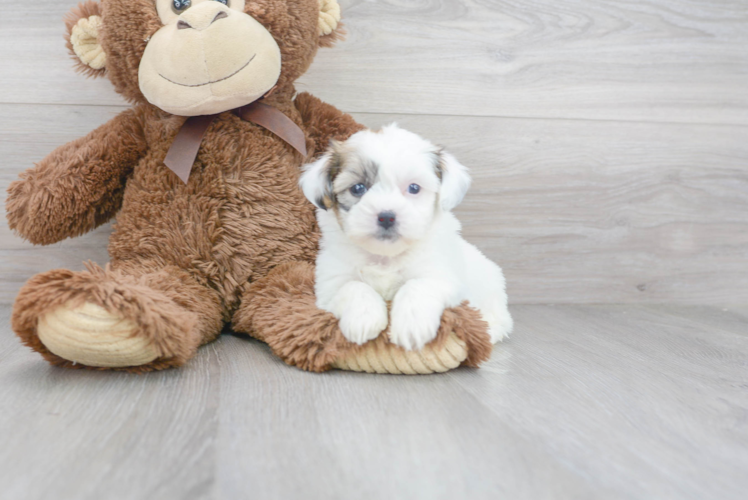Meet Galaxy - our Teddy Bear Puppy Photo 1/3 - Premier Pups