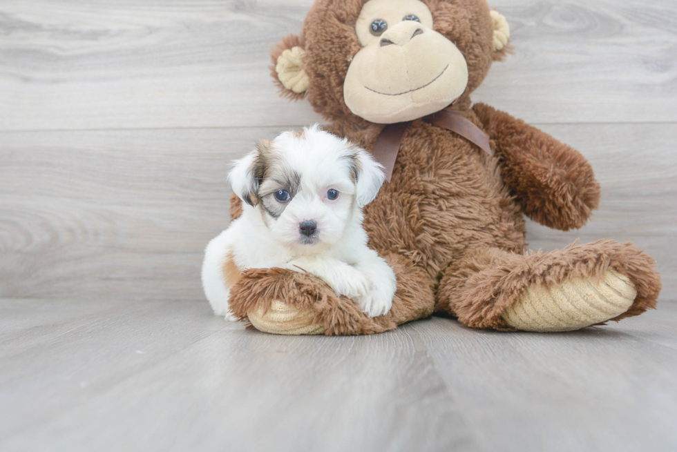 Meet Galaxy - our Teddy Bear Puppy Photo 2/3 - Premier Pups