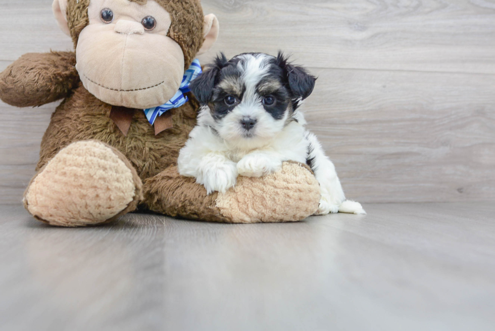 Meet Khali - our Teddy Bear Puppy Photo 1/3 - Premier Pups
