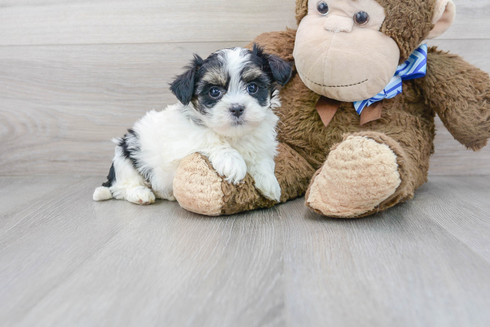 Meet Khali - our Teddy Bear Puppy Photo 2/3 - Premier Pups