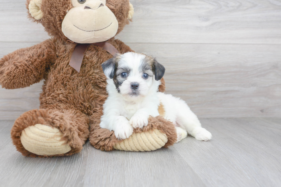 Meet Gatsby - our Teddy Bear Puppy Photo 1/3 - Premier Pups
