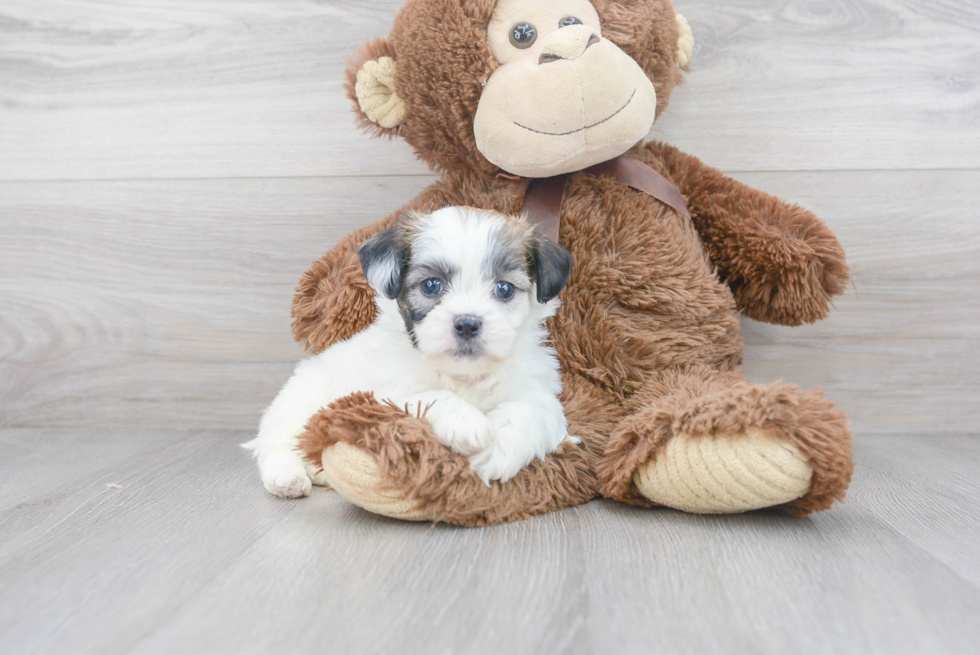 Meet Gatsby - our Teddy Bear Puppy Photo 2/3 - Premier Pups