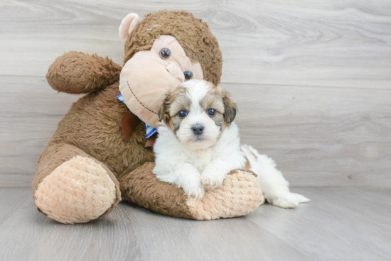 Teddy Bear Pup Being Cute