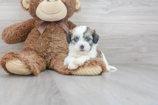 10 week old Teddy Bear Puppy For Sale - Premier Pups