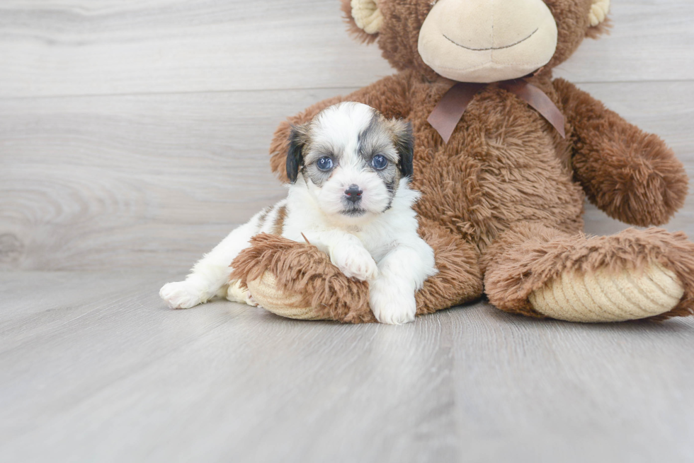 Meet Gili - our Teddy Bear Puppy Photo 2/3 - Premier Pups