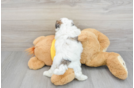 Best Teddy Bear Baby