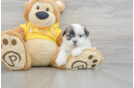 Funny Teddy Bear Designer Pup