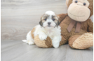 Meet Hallee - our Teddy Bear Puppy Photo 1/3 - Premier Pups