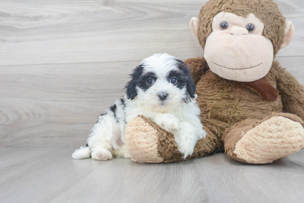 Meet Kona - our Teddy Bear Puppy Photo 1/3 - Premier Pups