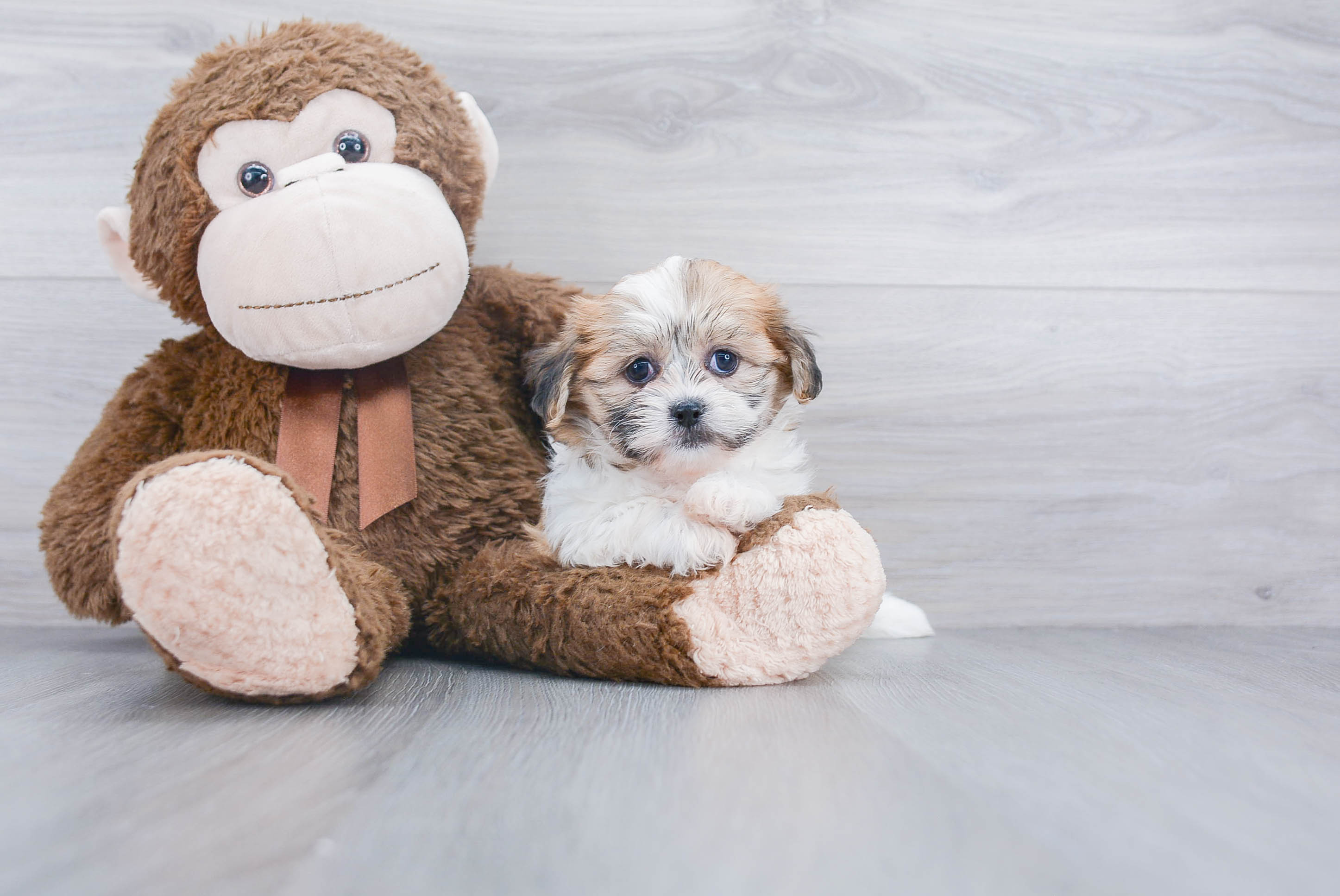 havanese teddy bear puppies for sale