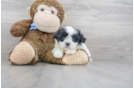 Meet Helen - our Teddy Bear Puppy Photo 1/3 - Premier Pups