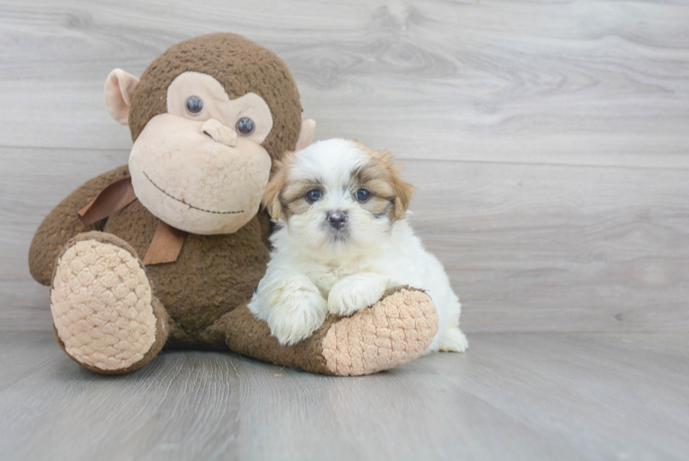 Meet Coco - our Teddy Bear Puppy Photo 1/3 - Premier Pups