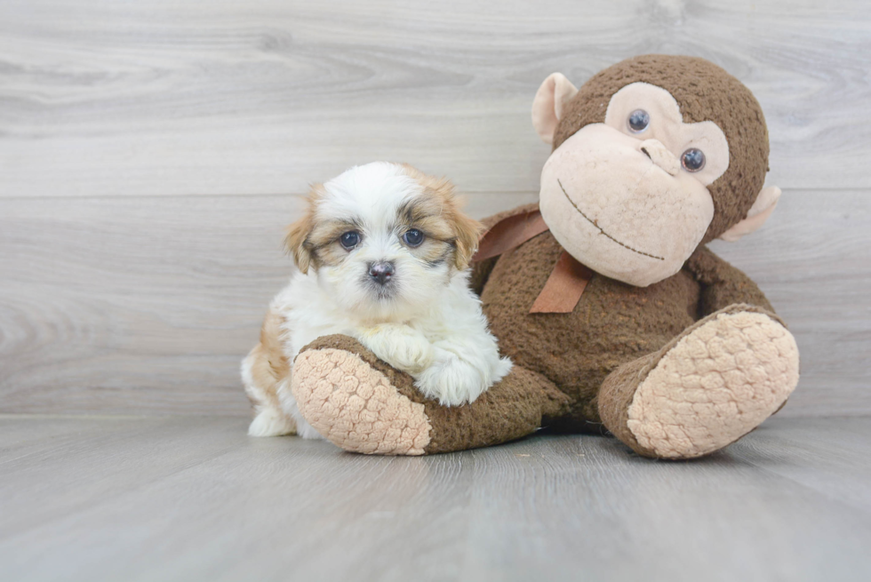 Meet Coco - our Teddy Bear Puppy Photo 2/3 - Premier Pups