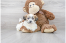 Meet Hewy - our Teddy Bear Puppy Photo 1/3 - Premier Pups