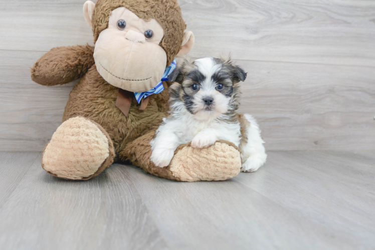 Meet Hewy - our Teddy Bear Puppy Photo 1/3 - Premier Pups