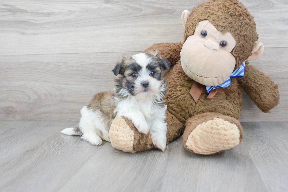 Meet Hewy - our Teddy Bear Puppy Photo 2/3 - Premier Pups