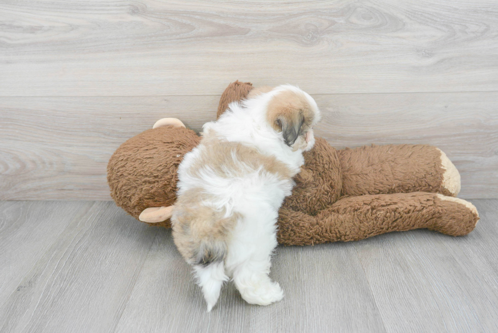 Meet Hewy - our Teddy Bear Puppy Photo 3/3 - Premier Pups