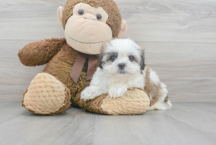 Meet Hosanna - our Teddy Bear Puppy Photo 1/3 - Premier Pups