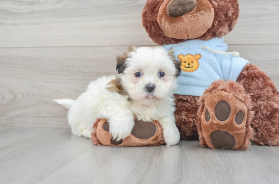 Best Teddy Bear Baby