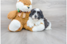 Meet Jamie - our Teddy Bear Puppy Photo 1/2 - Premier Pups