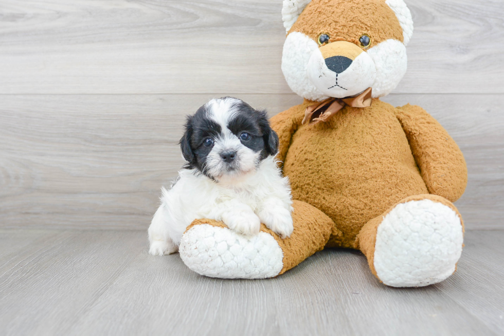 Funny Teddy Bear Designer Pup