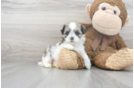 Meet Janet - our Teddy Bear Puppy Photo 2/3 - Premier Pups