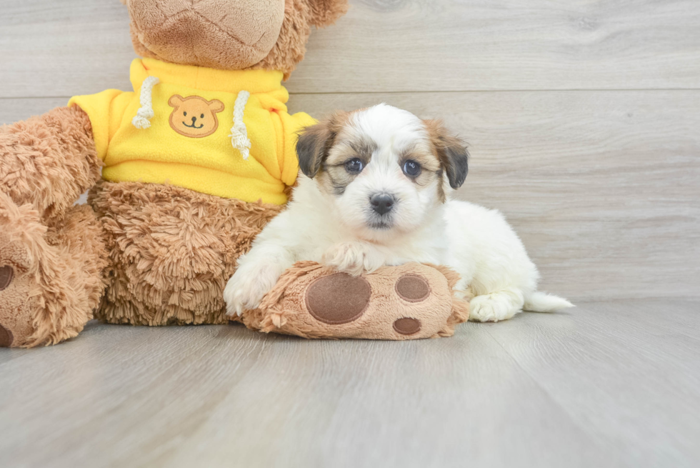 Teddy Bear Jazzy: 3lb 6oz Designer Puppy