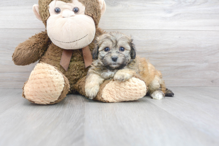 Meet Jean - our Teddy Bear Puppy Photo 1/3 - Premier Pups