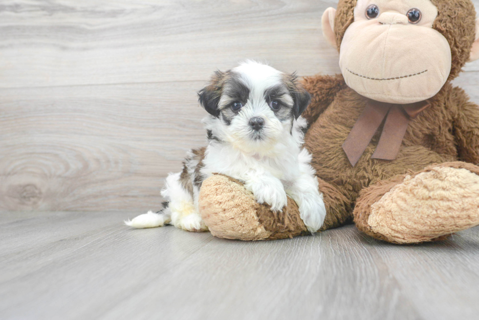 Meet Jean - our Teddy Bear Puppy Photo 1/3 - Premier Pups