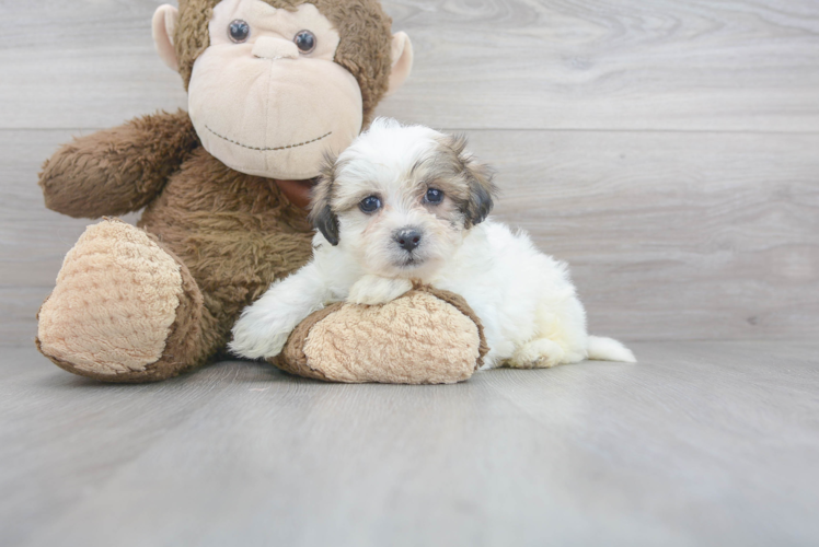 Meet Jeffrey - our Teddy Bear Puppy Photo 1/3 - Premier Pups