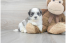 Meet Jeffrey - our Teddy Bear Puppy Photo 1/3 - Premier Pups