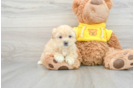 Teddy Bear Puppy for Adoption