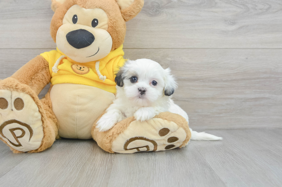 micro teddy bear puppies for sale