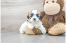 Meet Joann - our Teddy Bear Puppy Photo 2/3 - Premier Pups
