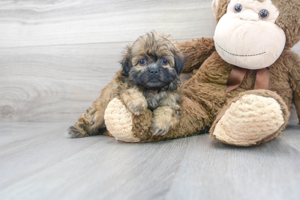Meet Karissa - our Teddy Bear Puppy Photo 1/3 - Premier Pups
