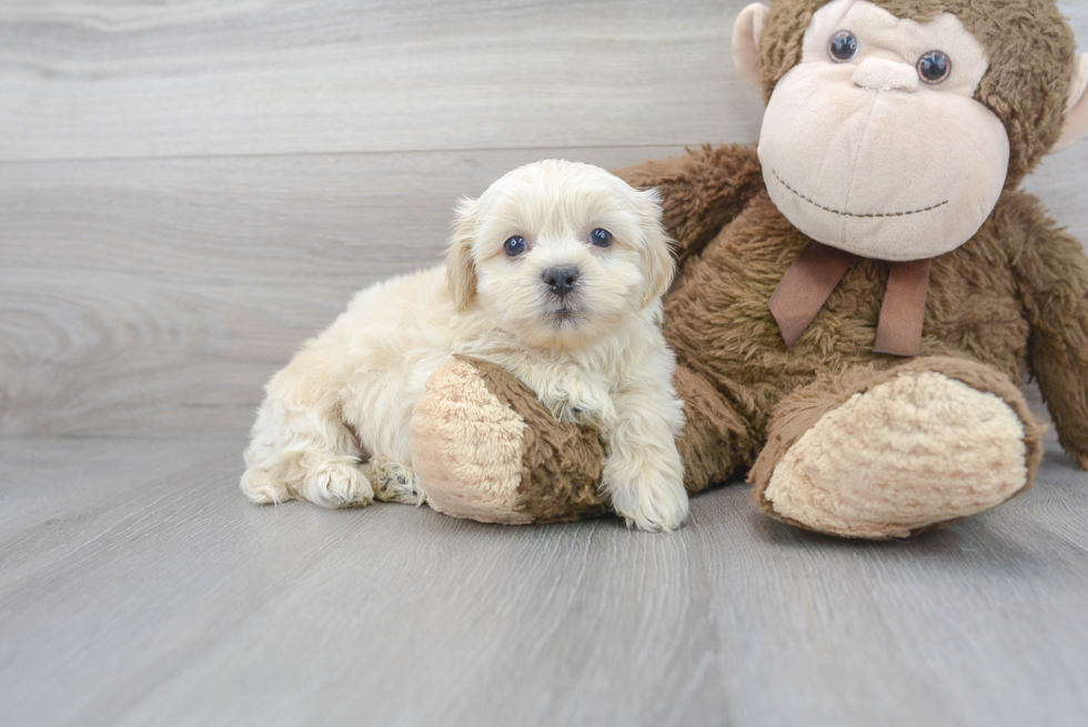 Meet Keaton - our Teddy Bear Puppy Photo 2/3 - Premier Pups