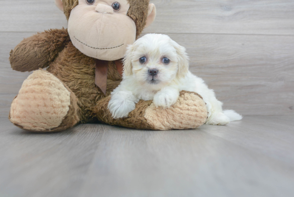 Meet Keesha - our Teddy Bear Puppy Photo 2/3 - Premier Pups