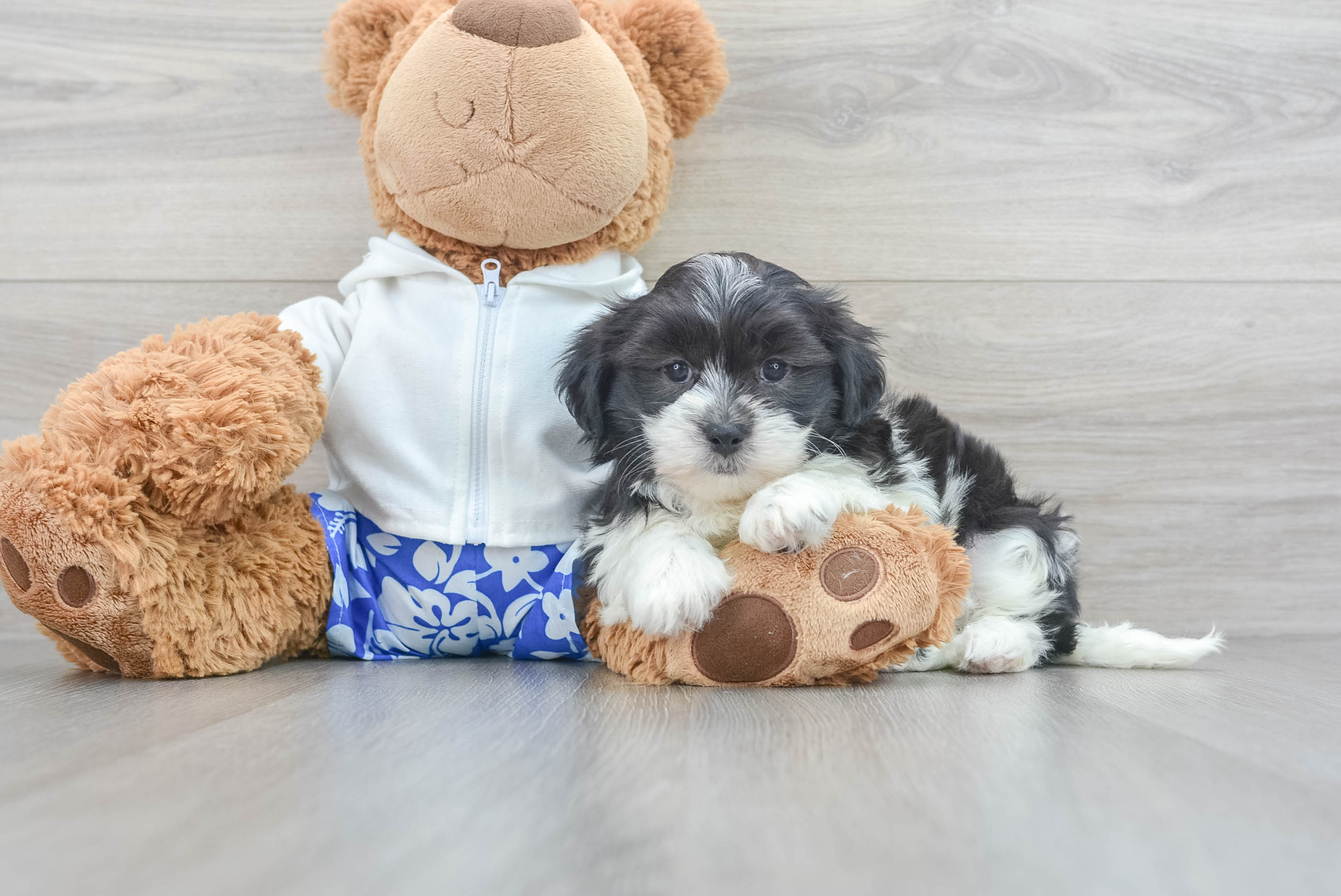 Teddy puppies for sale near outlet me