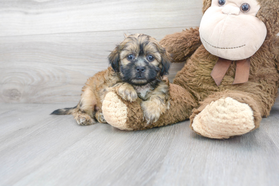 Meet Kelso - our Teddy Bear Puppy Photo 1/3 - Premier Pups
