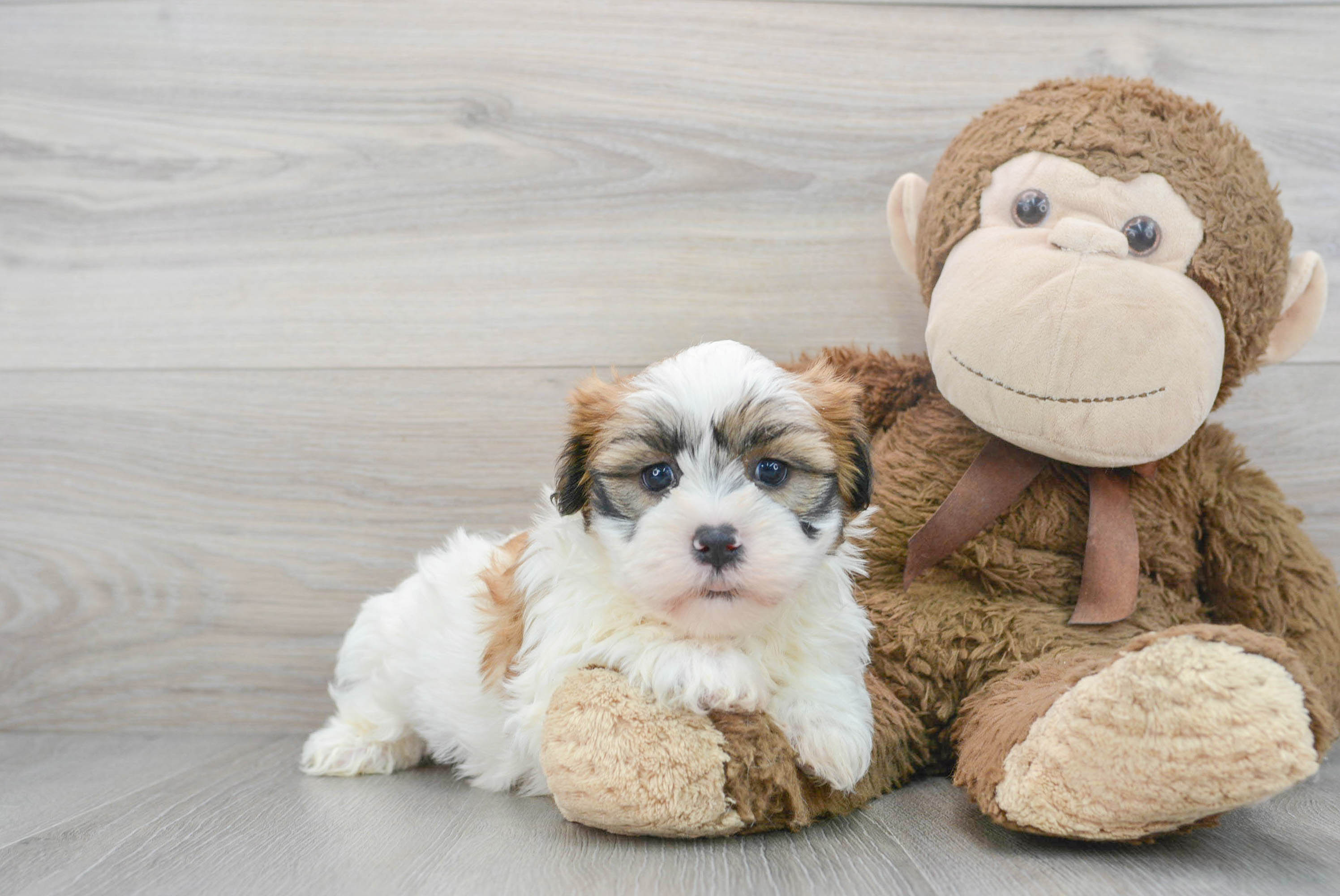 mini shih poo puppies