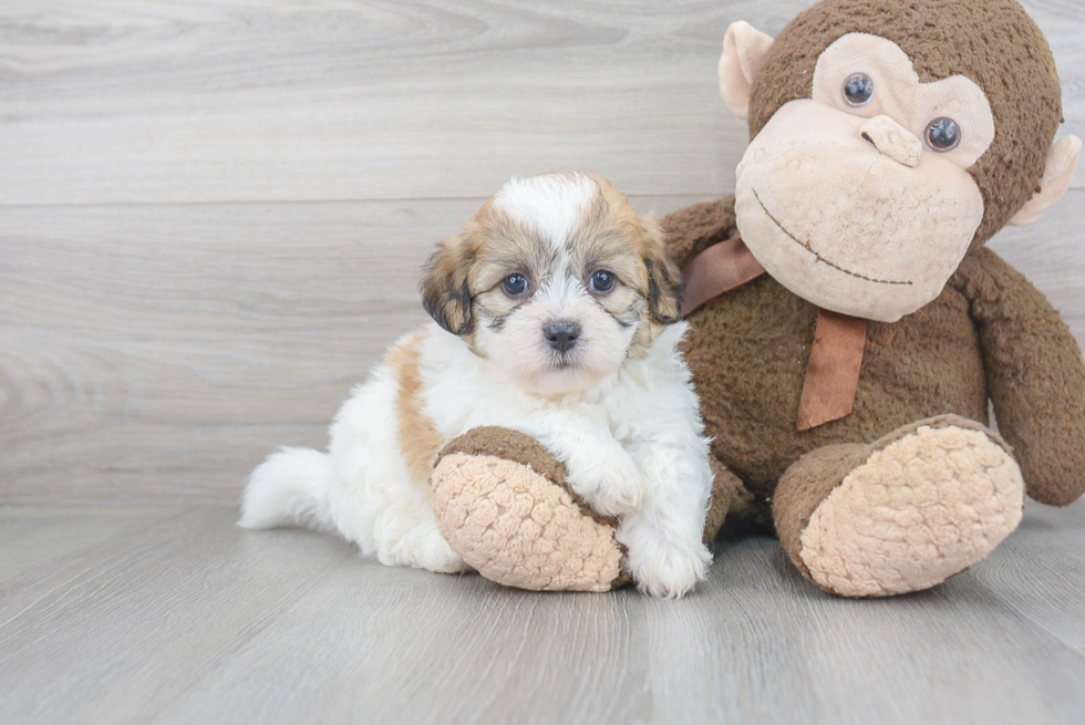 Meet Charlie - our Teddy Bear Puppy Photo 2/3 - Premier Pups