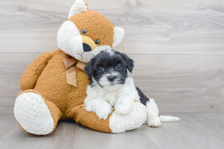 Meet Larkin - our Teddy Bear Puppy Photo 1/3 - Premier Pups