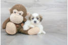 Meet Laura - our Teddy Bear Puppy Photo 1/3 - Premier Pups