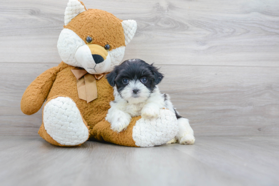 Teddy Bear Puppy for Adoption