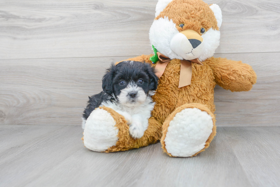 Meet Leah - our Teddy Bear Puppy Photo 1/3 - Premier Pups