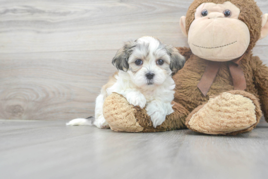 Fluffy Teddy Bear Designer Pup